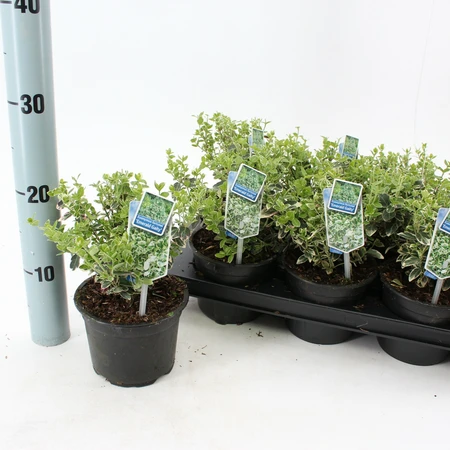 (05) EUONYMUS FORTUNEI EMERALD GAIETY P13