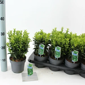 (05) EUONYMUS JAP. MICROPHYLLUS P13