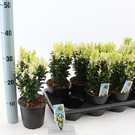 (05) EUONYMUS JAP. PALOMA BLANCA P13 - afbeelding 2