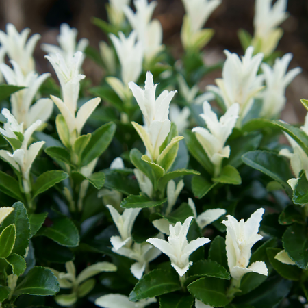 (05) EUONYMUS JAP. PALOMA BLANCA P13 - afbeelding 1