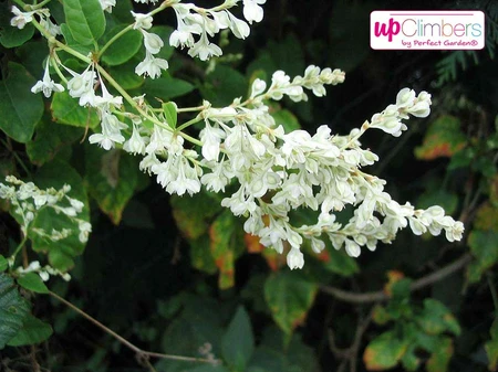 (05) FALLOPIA BALDSCHUANICA   P15 - afbeelding 4