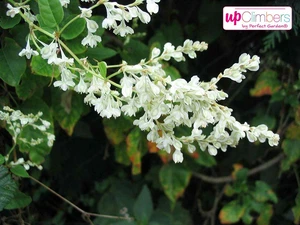 (05) FALLOPIA BALDSCHUANICA   P15 - afbeelding 4