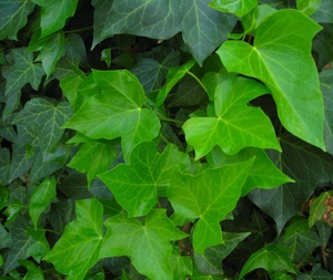HEDERA HIBERNICA 150 P17 - afbeelding 2