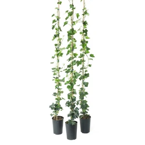 HEDERA HIBERNICA 150 P17