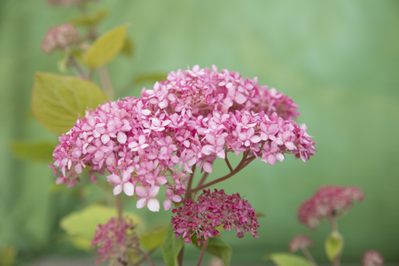 (05)  HYDRANGEA ARBO. 'PINK ANNABELLE'® (PBR) C3-STRUIK - afbeelding 4