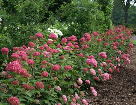 (05)  HYDRANGEA ARBO. 'PINK ANNABELLE'® (PBR) C3-STRUIK - afbeelding 6