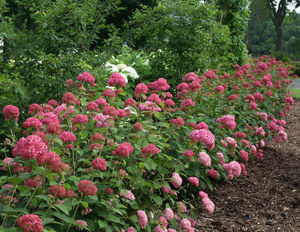 (05)  HYDRANGEA ARBO. 'PINK ANNABELLE'® (PBR) C3-STRUIK - afbeelding 6