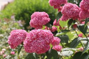 (05)  HYDRANGEA ARBO. 'PINK ANNABELLE'® (PBR) C3-STRUIK - afbeelding 5