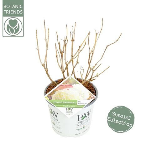(05) HYDRANGEA ARBO. 'STRONG ANNABELLE'® (PBR) C3-STRUIK - afbeelding 2