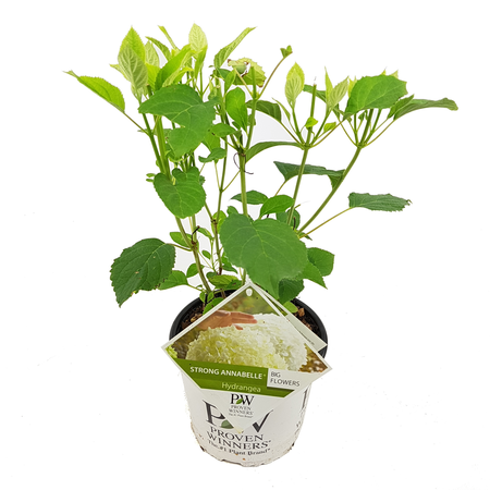 (05) HYDRANGEA ARBO. 'STRONG ANNABELLE'® (PBR) C3-STRUIK - afbeelding 1