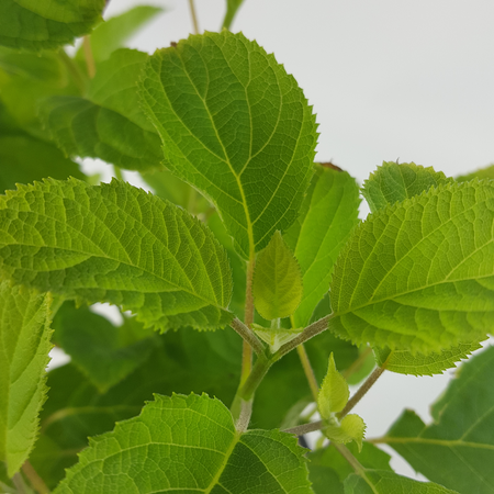 (05) HYDRANGEA ARBO. 'STRONG ANNABELLE'® (PBR) C3-STRUIK - afbeelding 5