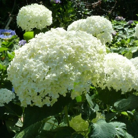 (05) HYDRANGEA ARBO. 'STRONG ANNABELLE'® (PBR) C3-STRUIK - afbeelding 6
