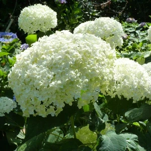 (05) HYDRANGEA ARBO. 'STRONG ANNABELLE'® (PBR) C3-STRUIK - afbeelding 6