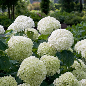 (05) HYDRANGEA ARBO. 'STRONG ANNABELLE'® (PBR) C3-STRUIK - afbeelding 4