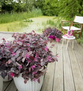 Heksenstruik - afbeelding 2