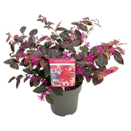 Heksenstruik - afbeelding 1