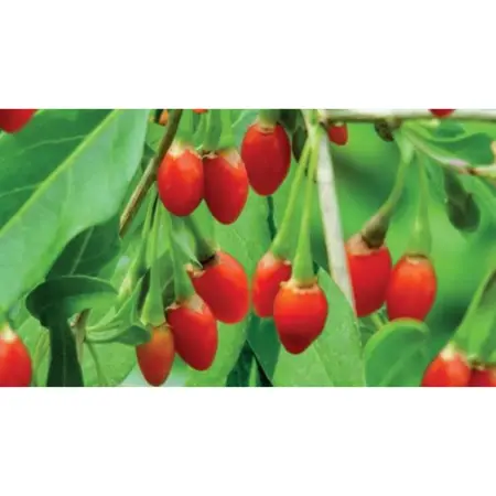 (05) LYCIUM BARBARUM GOJIBES - afbeelding 2