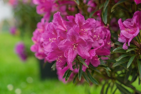 Rhododendron - afbeelding 1