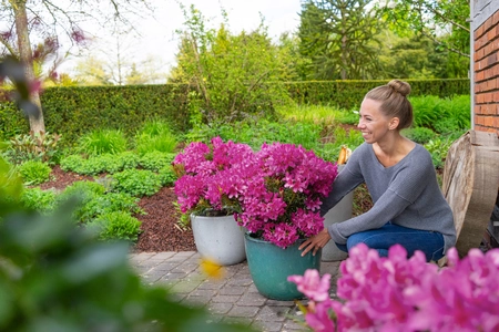 Rhododendron - afbeelding 2