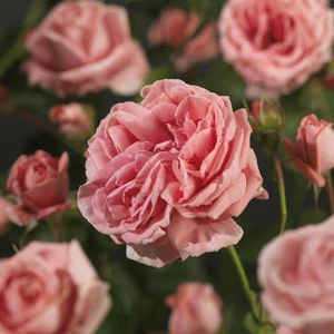 Roos 'Coral Dawn'® - afbeelding 3