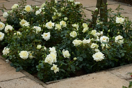 Roos 'Kristal' - afbeelding 3