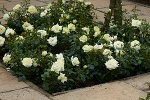 Roos 'Kristal' - afbeelding 3