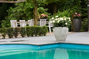 Roos 'Kristal' - afbeelding 5