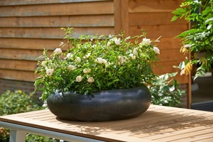 Roos 'Kristal' - afbeelding 4