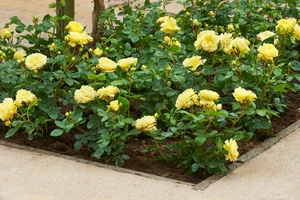 Roos 'Sunsilk' - afbeelding 3