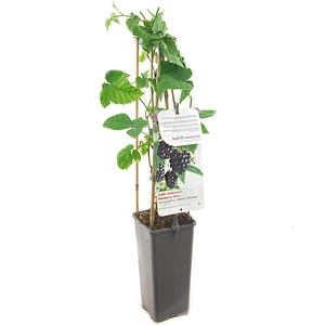 (05) RUBUS FRUTICOSUS CHESTER THORNLESS