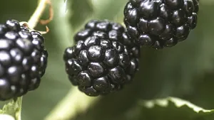 (05) RUBUS FRUTICOSUS CHESTER THORNLESS - afbeelding 2
