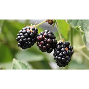 (05) RUBUS FRUTICOSUS NAVAHO - afbeelding 2