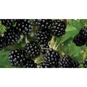 (05) RUBUS FRUTICOSUS THORNLESS EVERGRE - afbeelding 2