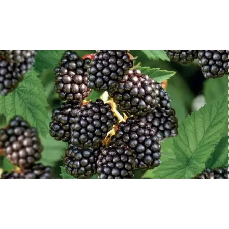 (05) RUBUS FRUTICOSUS TRIPLE CROWN - afbeelding 2