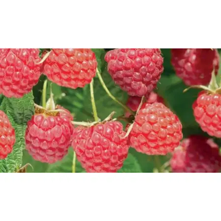 (05) RUBUS IDAEUS AUTUMN BLISS - afbeelding 2