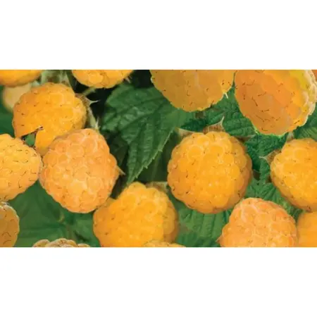 (05) RUBUS IDAEUS FALLGOLD - afbeelding 2