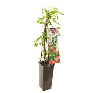 (05) RUBUS IDAEUS HERITAGE