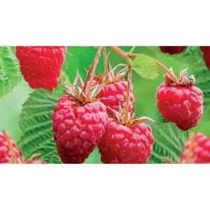 (05) RUBUS IDAEUS HERITAGE - afbeelding 2