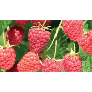 Framboos 'Malling Promise' - afbeelding 2