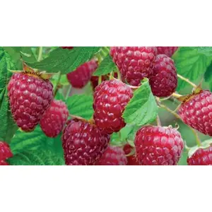 (05) RUBUS IDAEUS SCHÖNEMANN - afbeelding 2