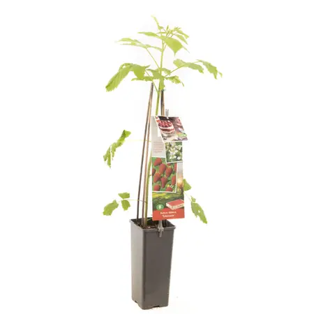 (05) RUBUS IDAEUS TULAMEEN - afbeelding 1