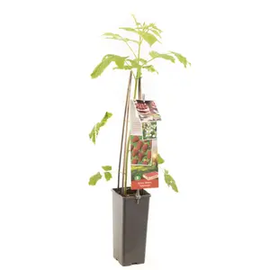 (05) RUBUS IDAEUS TULAMEEN