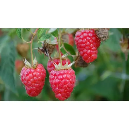 (05) RUBUS IDAEUS TULAMEEN - afbeelding 2
