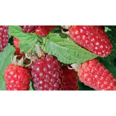 (05) RUBUS LOGANBES - afbeelding 2