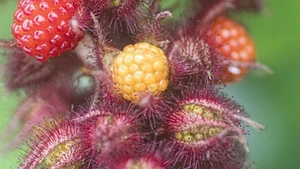 Japanse Wijnbes - afbeelding 2