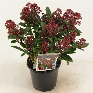 (05) SKIMMIA JAPONICA 'RUBELLA'     C3 (P19) 30-40