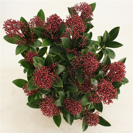(05) SKIMMIA JAPONICA 'RUBELLA'     C3 (P19) 30-40 - afbeelding 2