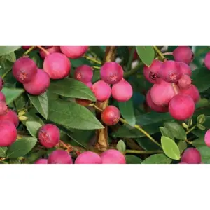 Roze Bosbes 'Pink Lemonade' - afbeelding 2