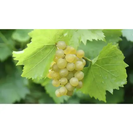 (05) VITIS VINIFERA BIANCA - afbeelding 2