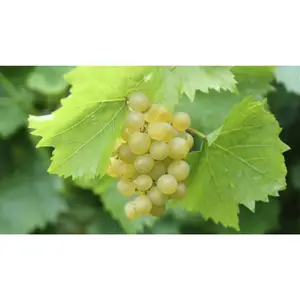 (05) VITIS VINIFERA BIANCA - afbeelding 2